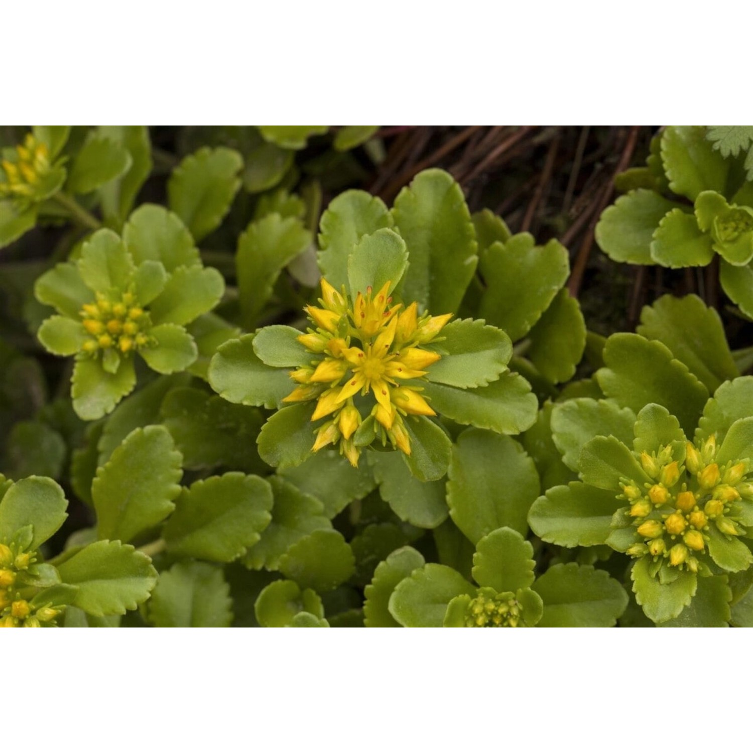 Sedum Floriferum Weihenstephaner Gold Fetthenne Gelb Ca. 9x9 cm Topf günstig online kaufen