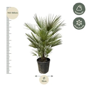 Exotenherz Zwergpalme Chamaerops Humilis 30cm Topf 150cm Hoch