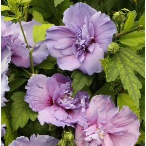 Hochstamm Rosen Eibisch Blue Chiffon 60-80cm - Hibiscus