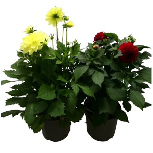 Dahlien im Topf, gelb und rot, torffreie Sommerpflanzen für Balkon und Garten.