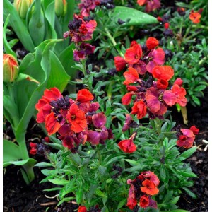 Goldlack 'Constant Cheer' (Erysimum cheiri) mit roten und violetten Blüten im Garten.