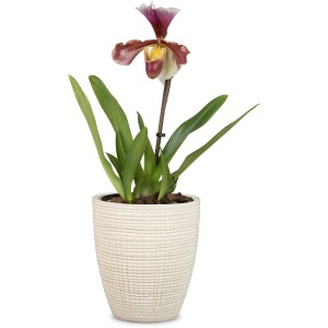 Scheurich Pflanzgefäß Vainilla, Ø 13cm, mit Orchidee im passenden Übertopf.