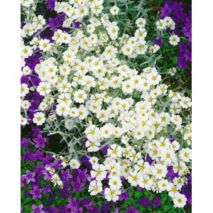 Silberteppich Cerastium Biebersteinii mit weißen Blüten und silbrig-grauen Blättern, Bodendecker.