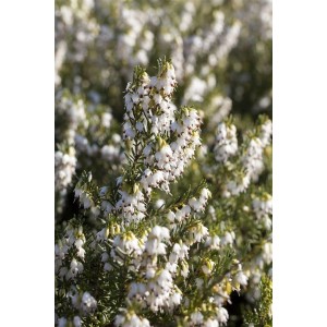 Detailaufnahme der Erica X Darleyensis White Spring Surprise mit weißen Blüten.