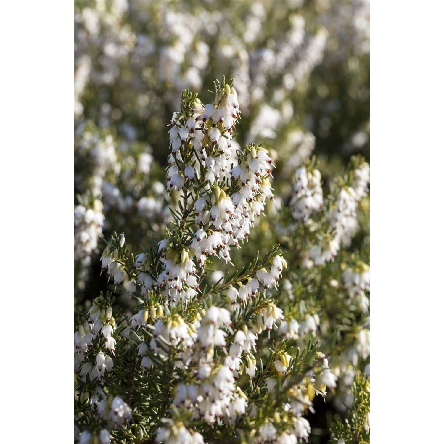 Erica X Darleyensis White Spring Surprise Weiß 15–20 cm günstig online kaufen