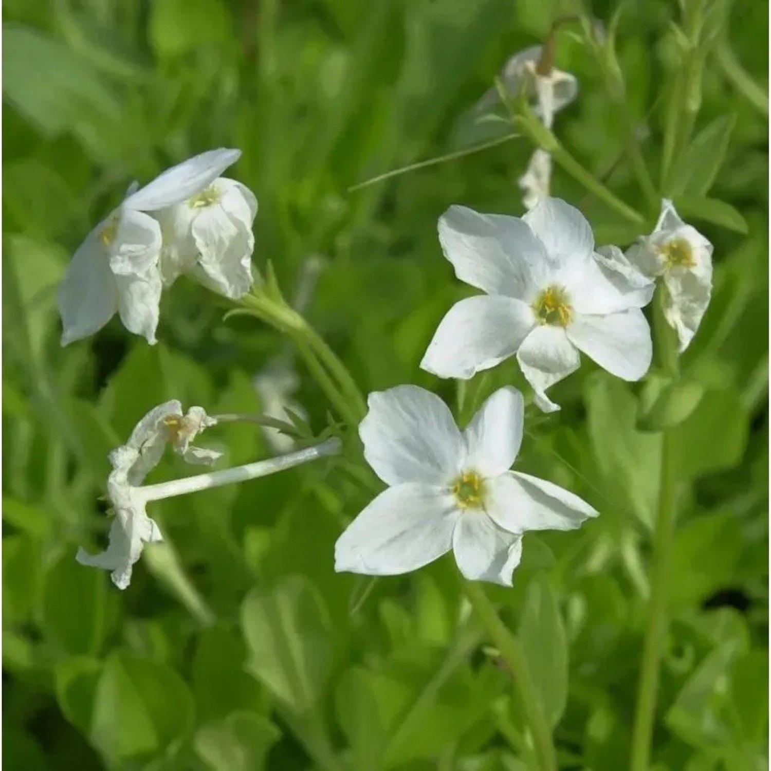 Wilder Phlox Ariane - Phlox stolonifera