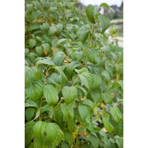 Foto eines Gelbholz-Hartriegel (Cornus Stolonifera), 100–150 cm hoch, mit grünen Blättern.