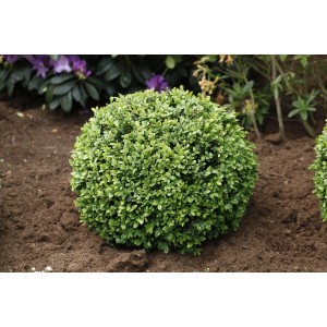 Grüne Buchsbaum Kugel, ca. 25-30 cm hoch, im 5 l Topf.