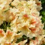 Nahaufnahme: INKARHO Rhododendron Peggy mit cremefarbenen Blüten und roten Akzenten.