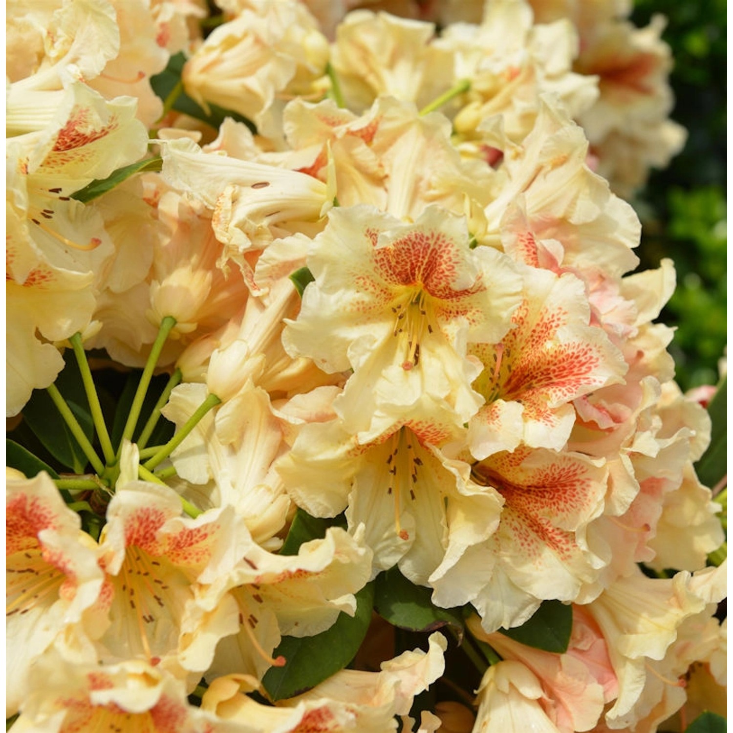 INKARHO - Großblumige Rhododendron Peggy 30-40cm - Alpenrose günstig online kaufen