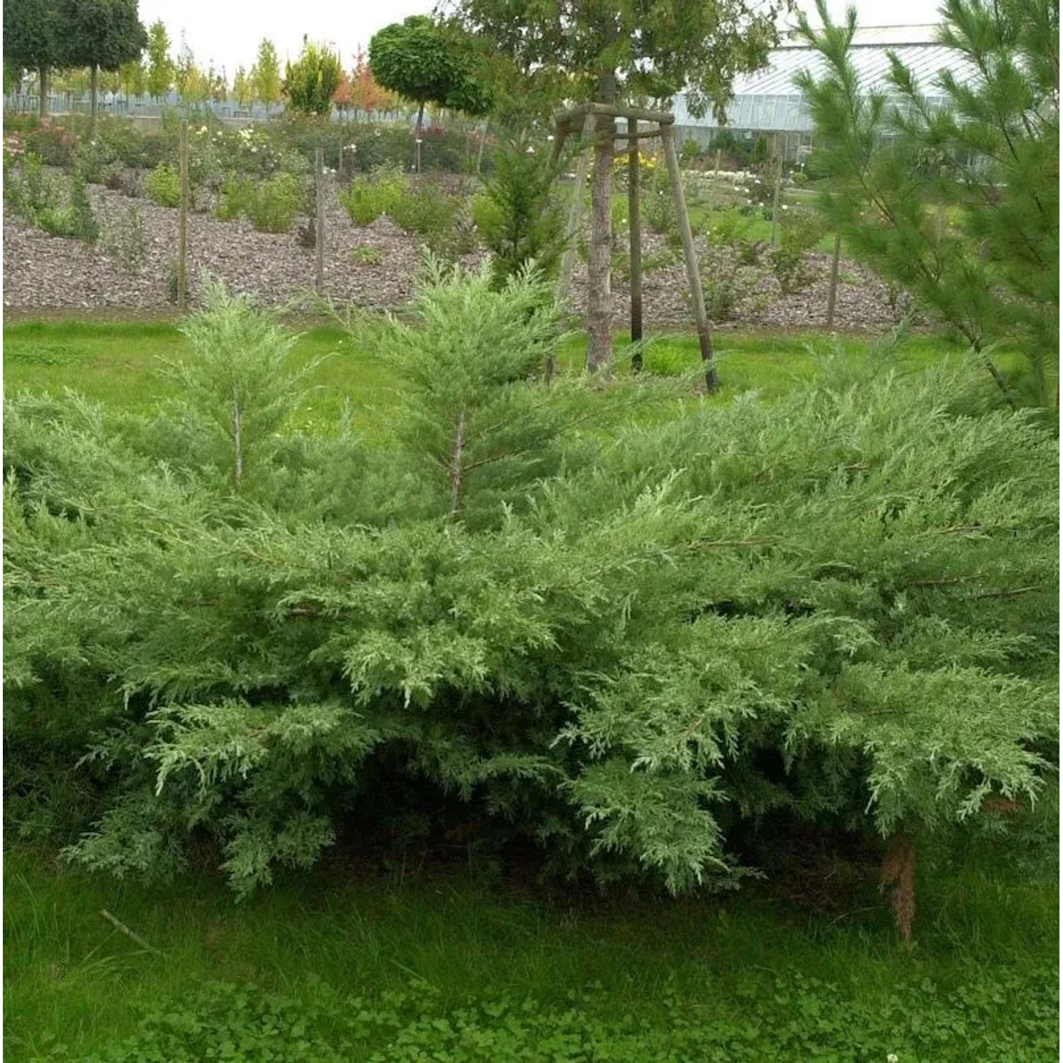 Grauer Pfitzerwacholder Hetzii 30-40cm - Juniperus media