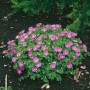 Blutstorchschnabel 'Nanum' im 9x9 cm Topf: Kompakte Staude mit leuchtend rosa Blüten, ideal als Bodendecker.