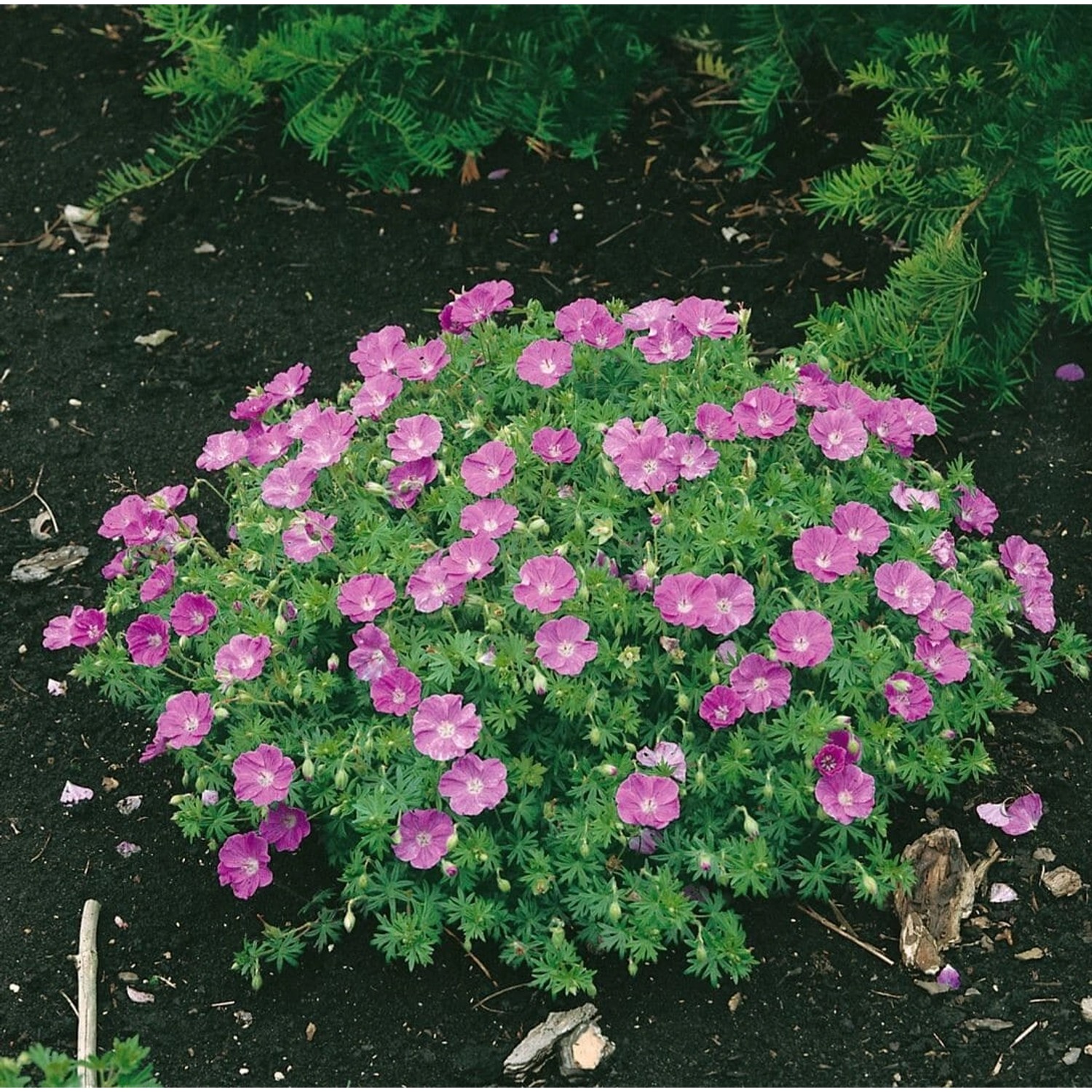 Geranium Sanguineum Nanum Blutstorchschnabel Ca. 9x9 cm Topf günstig online kaufen