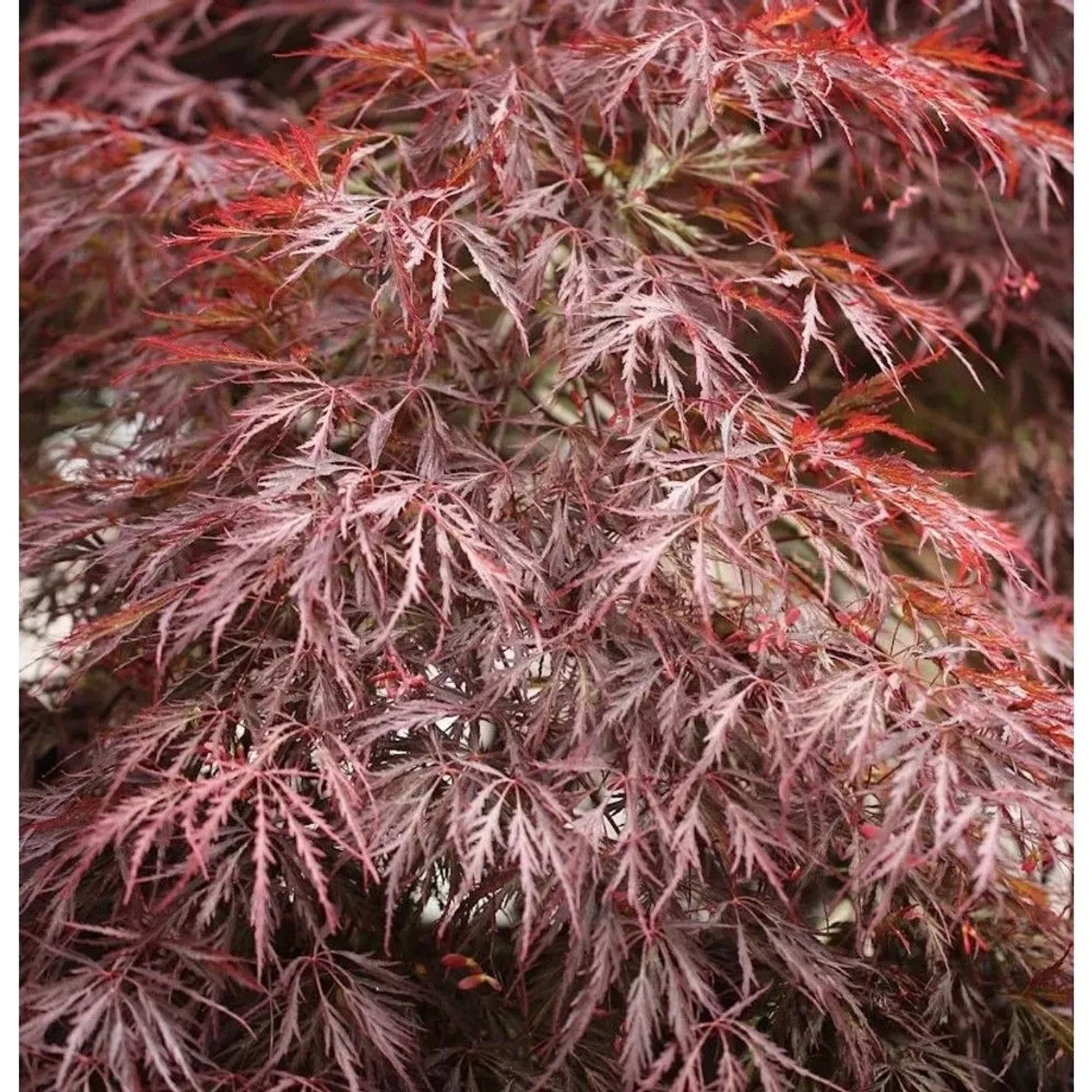 Hochstamm Dunkelroter Schlitz Ahorn Garnet 40-60cm - Acer palmatum