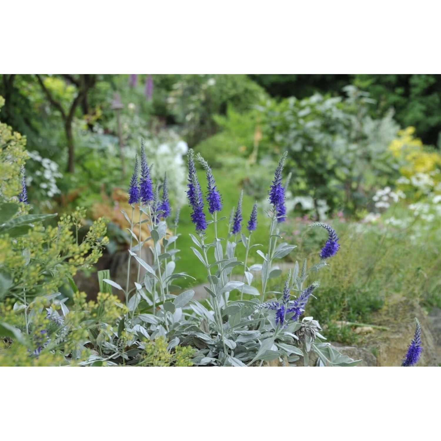 Veronica Spicata Ssp.inc. Silbersee Ähriger Ehrenpreis Gen. Ca. 9x9 cm Topf günstig online kaufen