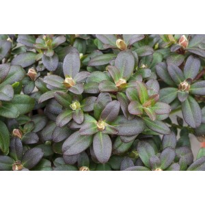 Nahaufnahme des Rhododendron Hanceanum Shamrock mit grünen Blättern und gelben Blütenknospen.