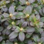 Nahaufnahme des Rhododendron Hanceanum Shamrock mit grünen Blättern und gelben Blütenknospen.