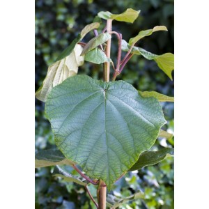 Actinidia Chinensis 'Male': Kiwi-Bestäuberpflanze mit großem, grünem Blatt.