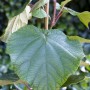 Actinidia Chinensis 'Male': Kiwi-Bestäuberpflanze mit großem, grünem Blatt.