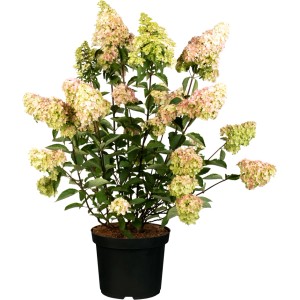 GROW by OBI Rispenhortensie 'Redlight' ca. 30 - 50 cm Topf ca. 2,3 l Hydrangea