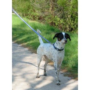 Hund mit blauem Dobar LED Halsband für mehr Sicherheit im Dunkeln.