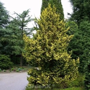 Zwerg Hinoki Scheinzypresse, 60-70 cm, goldgelbe Nadeln, im Garten.