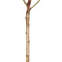 Sauerkirsche Morellenfeuer im Topf, ca. 120-140 cm hoch. Ideal zum Pflanzen im Garten.