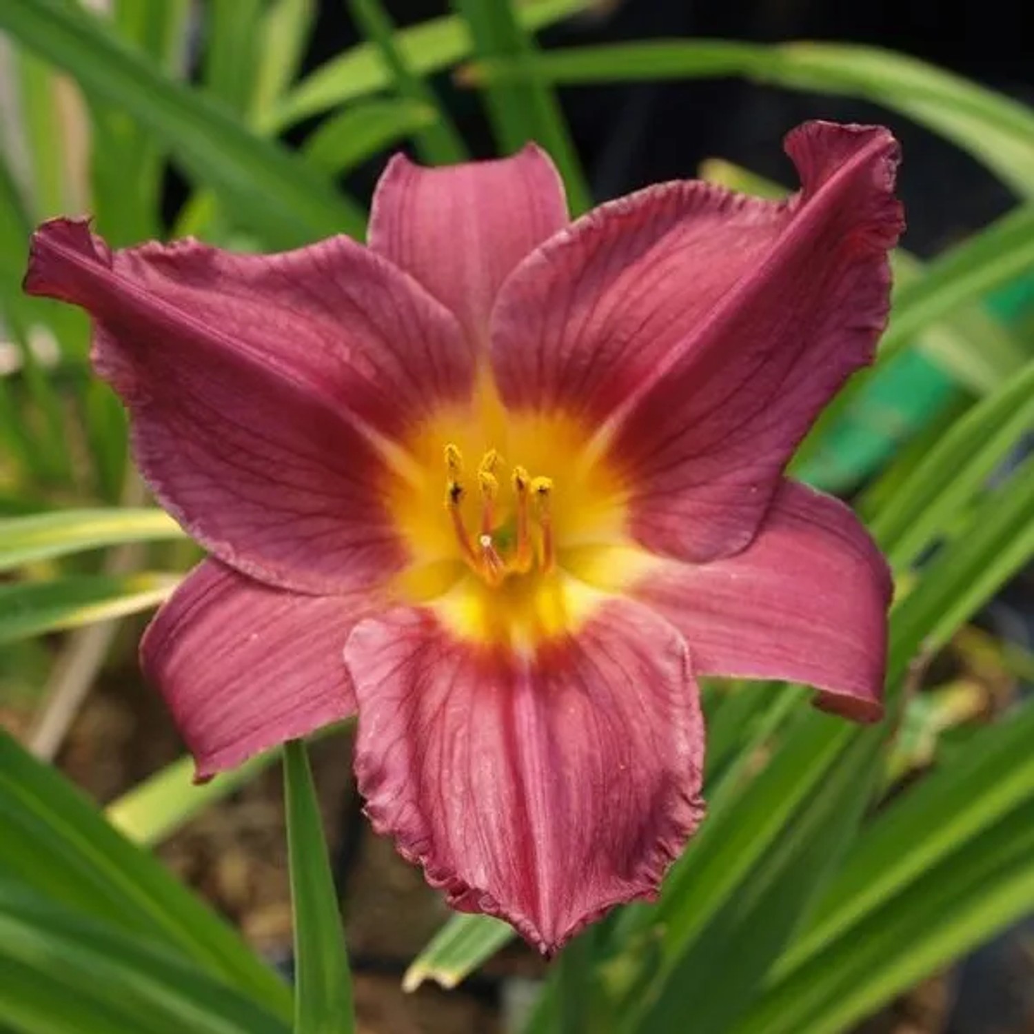6 x Taglilie 'Summer Wine' Hemerocallis Topf 9cm Purpurrote Blüten