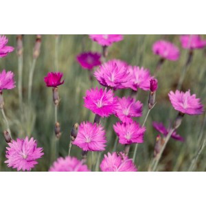 Nahaufnahme der leuchtend pinken Blüten der Pfingstnelke 'Feuerhexe' im 9x9 cm Topf.