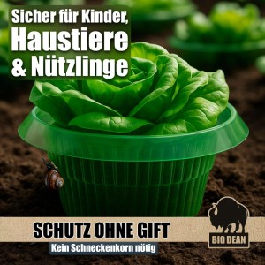 BigDean Schneckenkragen mit Salatpflanze und Schnecke. Schneckenschutz für Gemüsebeete.
