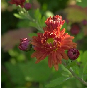 Winteraster Herbstrubin - Chrysanthemum hortorum