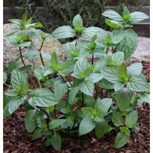Frische Pfefferminze (Mentha piperita Multimentha) im Gartenbeet.