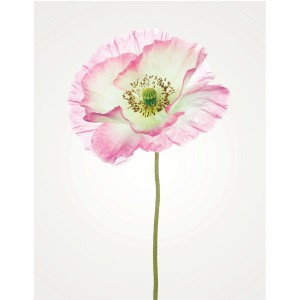 Wandbild: Zarte Mohnblume in Weiß und Rosa, 40x50 cm. Dekoratives Bild für Wohnräume.