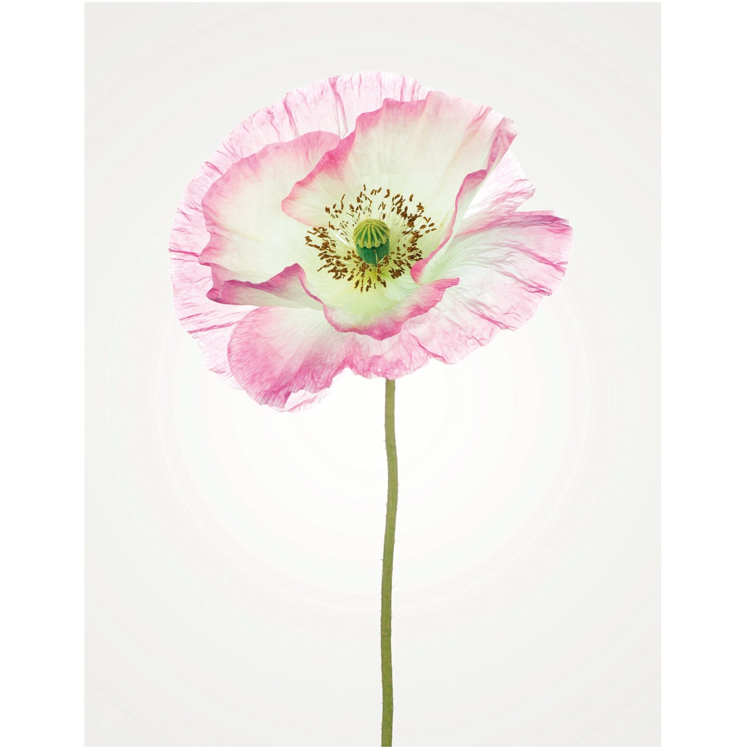 Komar Wandbild Poppy 40 x 50 cm