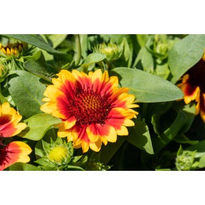 Nahaufnahme einer gelb-roten Kokardenblume (Gaillardia aristata) im Topf, sonniger Standort.