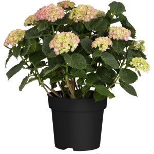 Rosa Bauernhortensie (Hydrangea macrophylla) im schwarzen Topf, ca. 30-50 cm hoch.