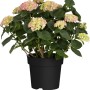 Rosa Bauernhortensie (Hydrangea macrophylla) im schwarzen Topf, ca. 30-50 cm hoch.