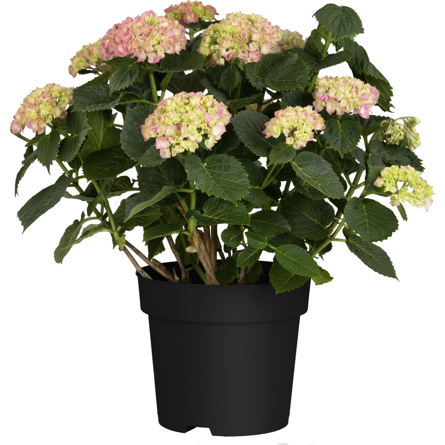 GROW by OBI Bauernhortensie Rosa ca. 30 - 50cm Topf ca 5, Hydrangea macrophylla