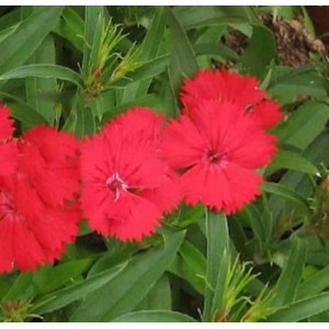 Federnelke Munot - Dianthus plumarius
