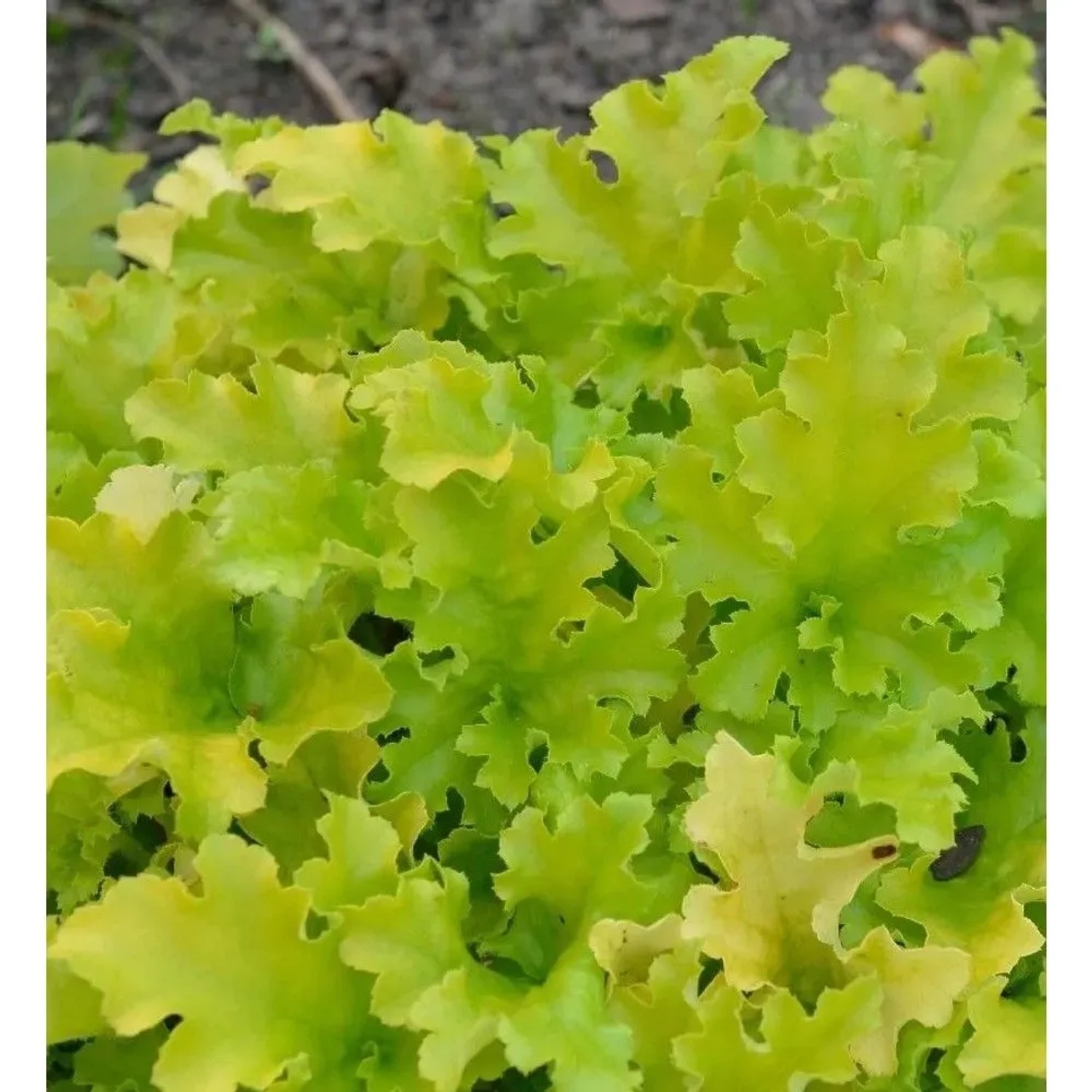 Zottiges Silberglöckchen - Heuchera villosa