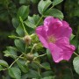 Nahaufnahme einer Apfelrose Rubra (Rosa rugosa rubra) mit pinkfarbener Blüte und grünen Blättern.
