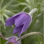 Nahaufnahme einer blauen Küchenschelle (Pulsatilla vulgaris) im Garten.