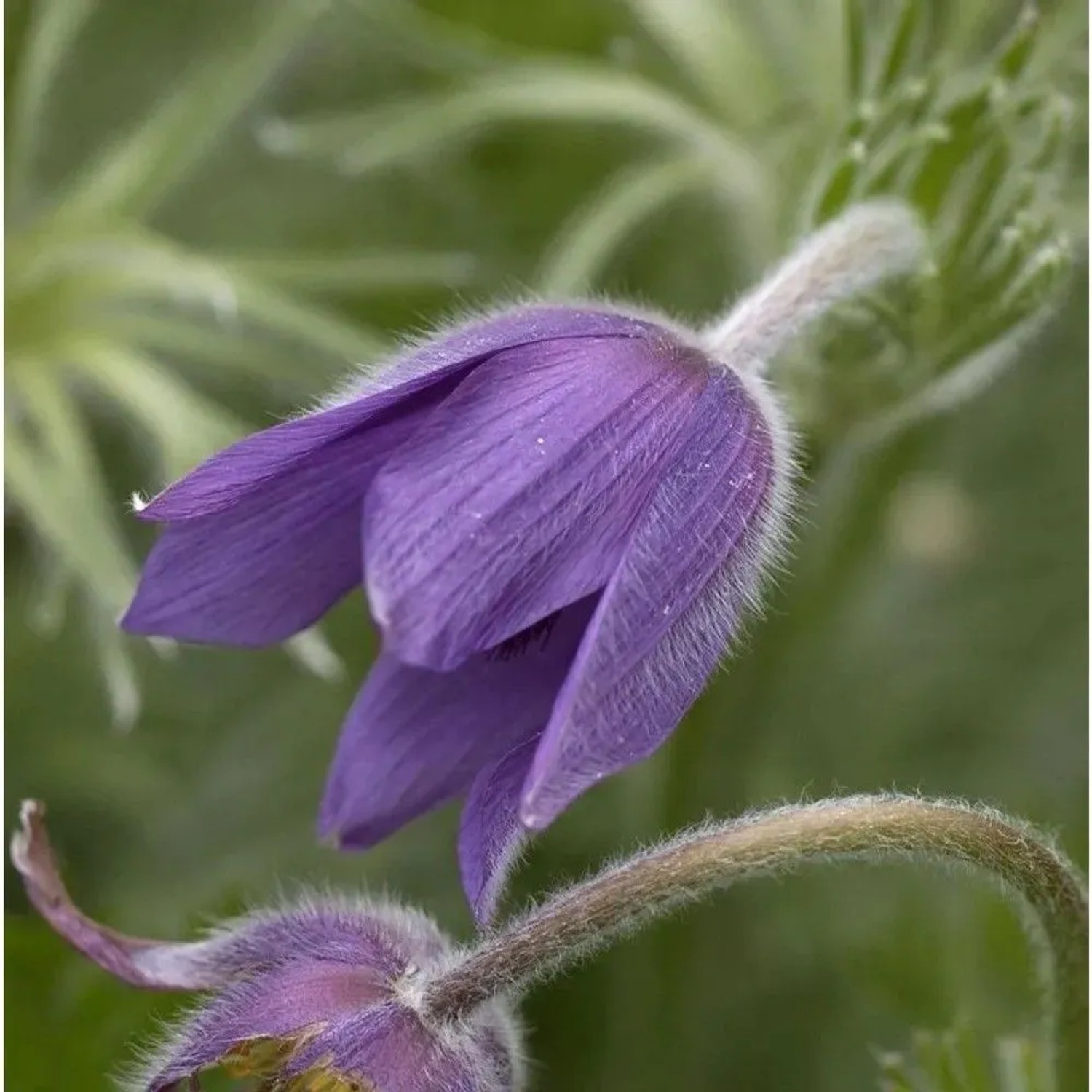 Küchenschelle Pinwheel Blau - Pulsatilla vulgaris