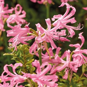 Nahaufnahme der rosa GROW by OBI Guernseylilie Bowdenii (Nerine), eine Zwiebelblume.