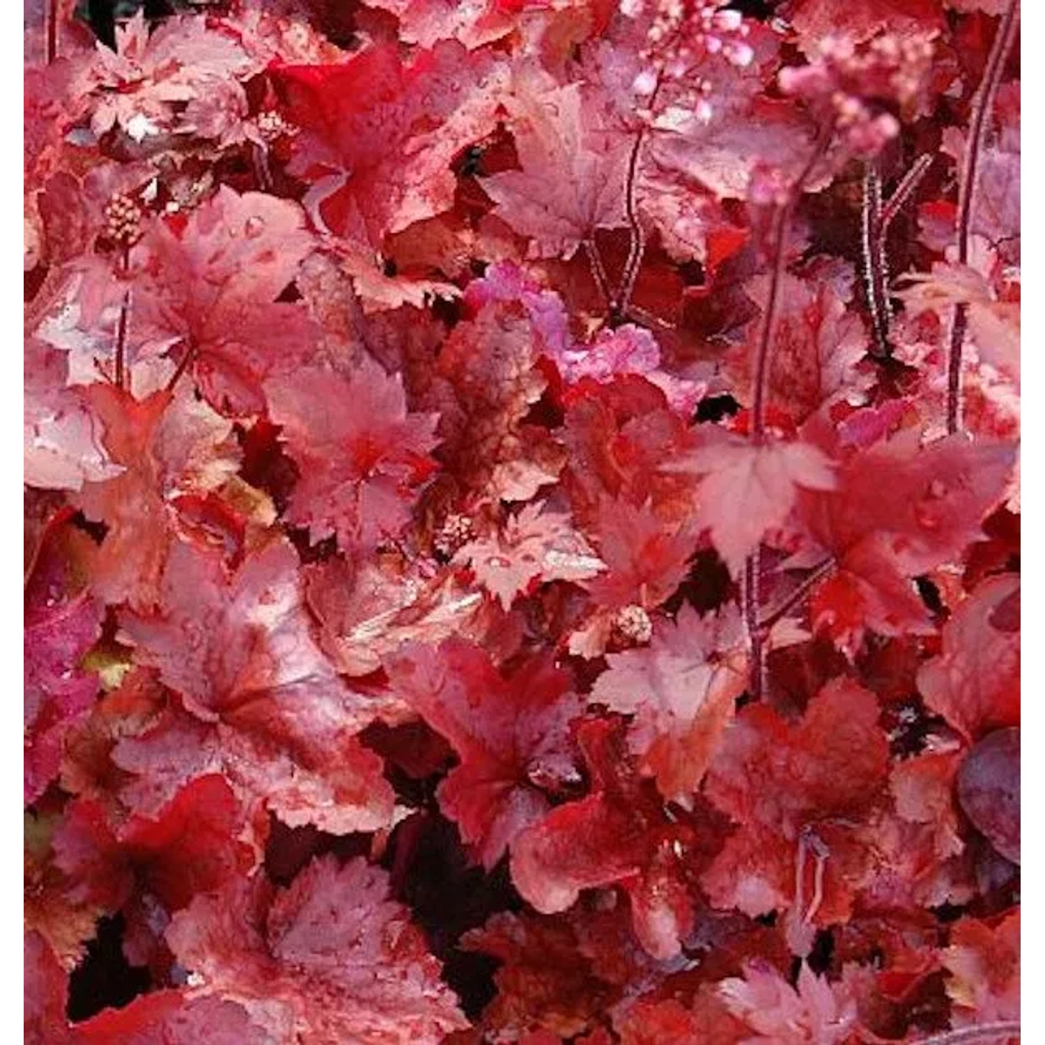 Silberglöckchen Fire Chief - Heuchera cultorum