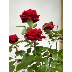 Baumfink Edelrose Ingrid Bergmann im Topf mit samtig, tiefroten Blüten und grünen Blättern.