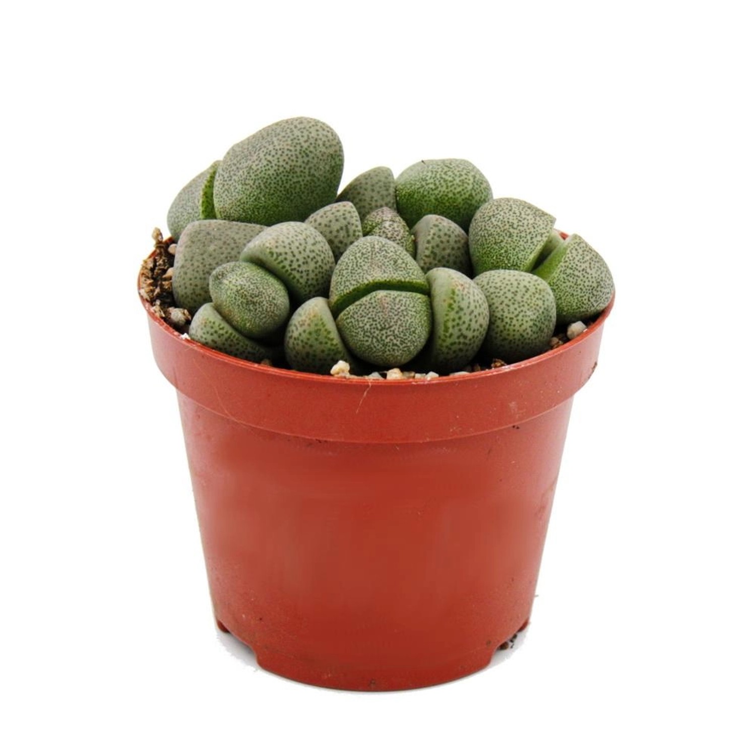 Exotenherz Pleiospilos Nelii Lebender Stein Lebender Granit im 8,5cm Topf