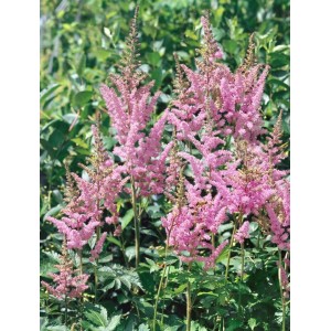 Prachtspiere 'Visions in Pink': Buschige Staude mit leuchtend pinkfarbenen Blüten.