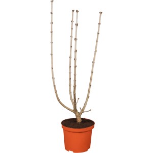 OBI Edelflieder 'Andenken an Ludwig Späth' im Topf, rotviolett, ca. 50-60cm hoch.