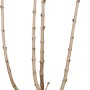 OBI Edelflieder 'Andenken an Ludwig Späth' im Topf, rotviolett, ca. 50-60cm hoch.